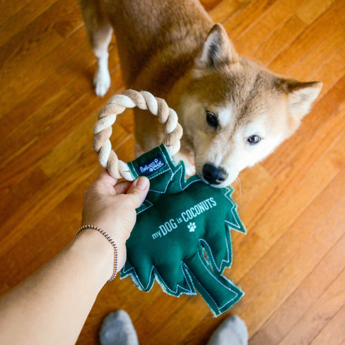 Coconuts - 10" Canvas Dog Toy on Rope